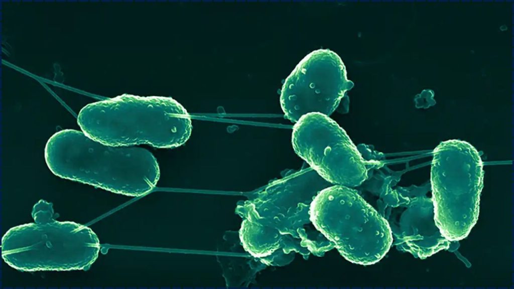 Detectan Comportamiento Similar Al Aprendizaje En Estructuras Bacterianas