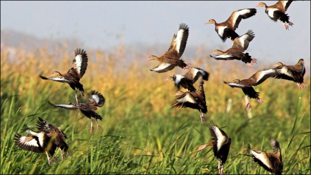 Aves Están Desapareciendo Más Rápido En Tres Zonas De EE UU Según Estudio 1 Aves Están Desapareciendo Más Rápido En Tres Zonas