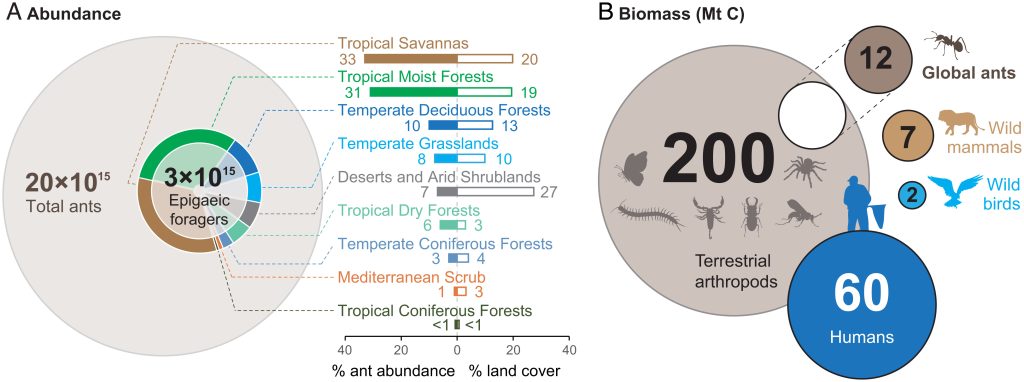 Un Misterio De 100 Millones De Años: El Fósil De La “Hormiga Del Infierno” Revela Nuevos Secretos 3 Biomasa y número total de hormigas en el mundo