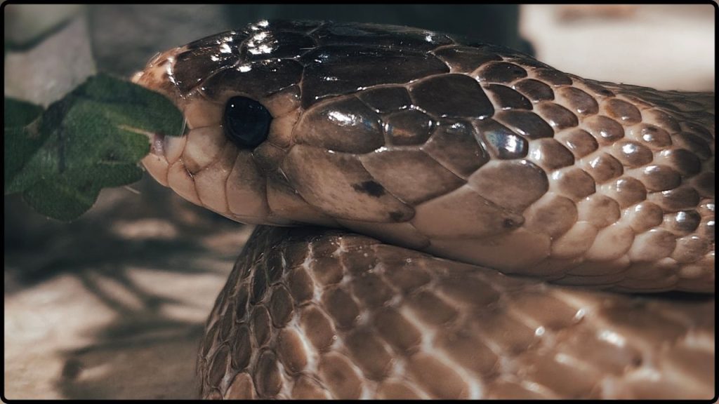 Científicos Descubren La Serpiente Más Grande Jamás Encontrada Y Su Dieta Sorprende