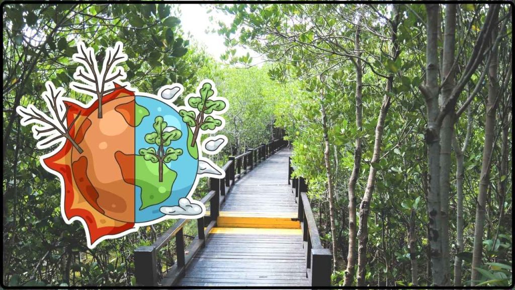 Confirmado por la ciencia manglares y marismas podrían ser la clave para frenar el cambio climático