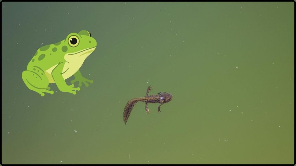 Descubren Sapos Que Nacen Vivos Sin Pasar Por La Etapa De Renacuajo