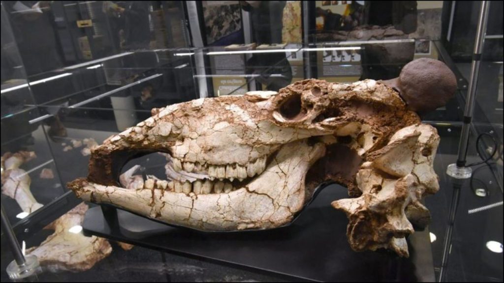 Descubren Un Cráneo De Uro En Un Poste Cerca De La Cremación