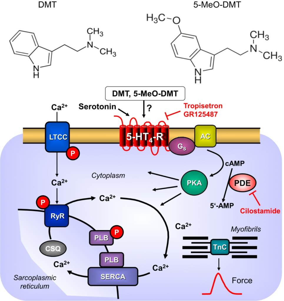 Diagrama del metabolismo en el cuerpo