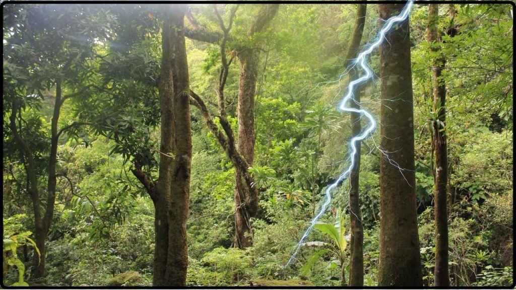 El Árbol De Panamá Que Sobrevive A Rayos Y Se Fortalece Tras Cada Tormenta Sorprende A Científicos 1 El Árbol De Panamá Que Sobrevive A Rayos Y Se Fortalece Tras Cada Tormenta Sorprende A Científicos