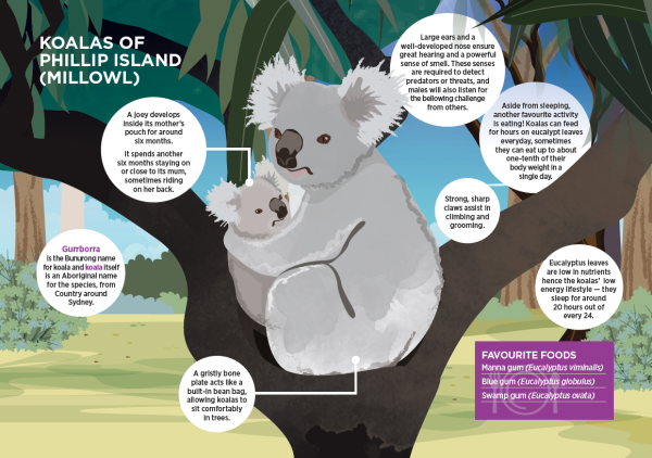 Energy vs Diet Infographic