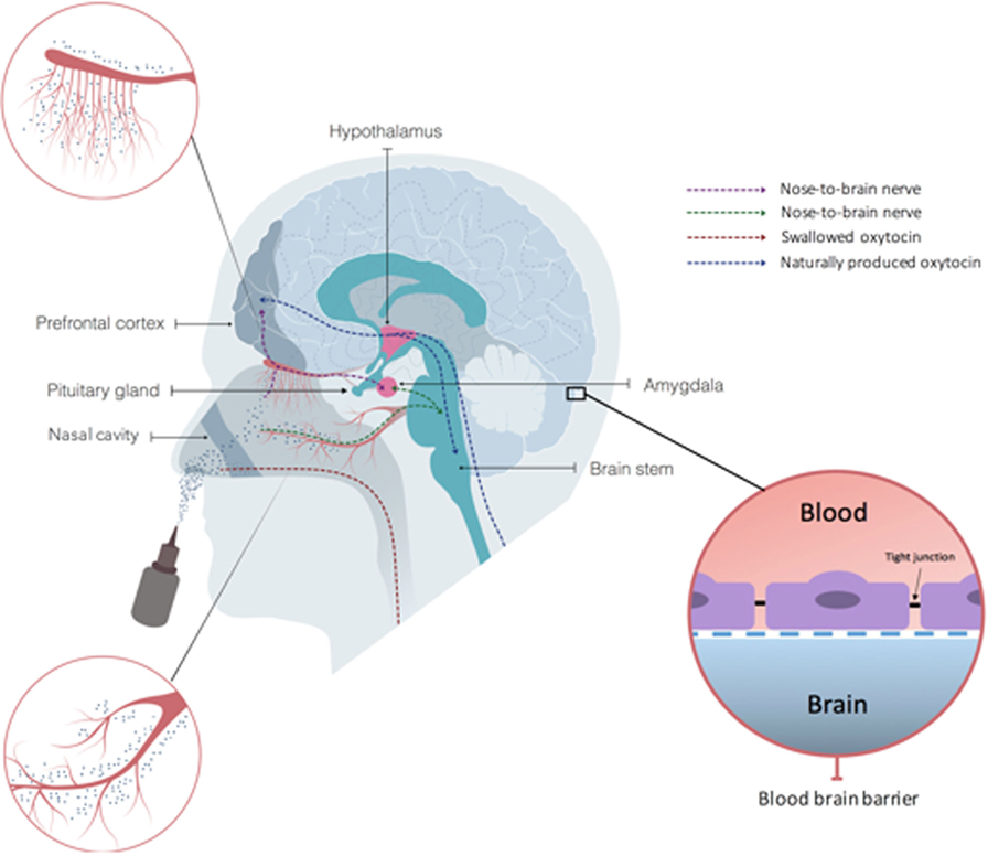 How Eye Contact Affects the Mind
