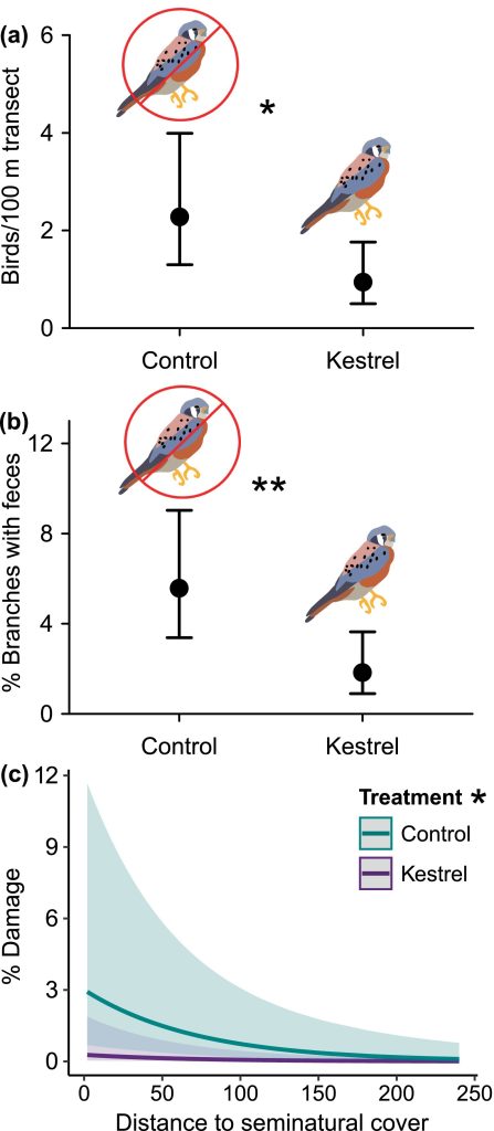 Pequeños Halcones Ayudan A Proteger Los Cultivos De Cereza 2 Impacto de cajas-nido de halcones en daño a cerezas
