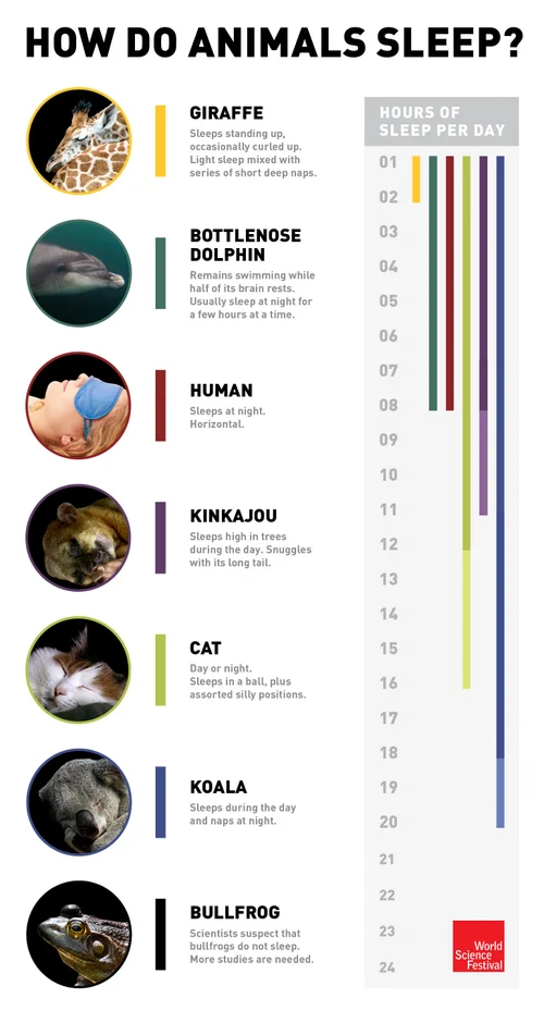 Koala Sleep vs Other Animals