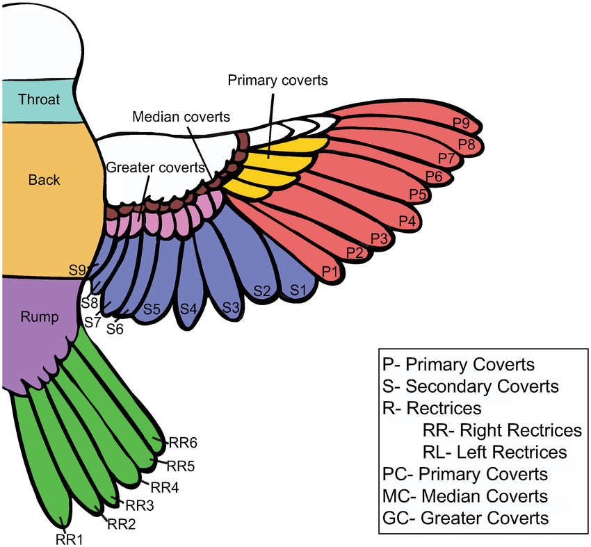 Scientific Analysis of Parrot Feathers