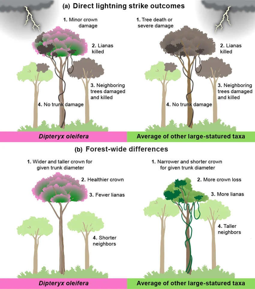 El Árbol De Panamá Que Sobrevive A Rayos Y Se Fortalece Tras Cada Tormenta Sorprende A Científicos 2 Scientific Data & Graphs on Lightning and Dipteryx oleifera