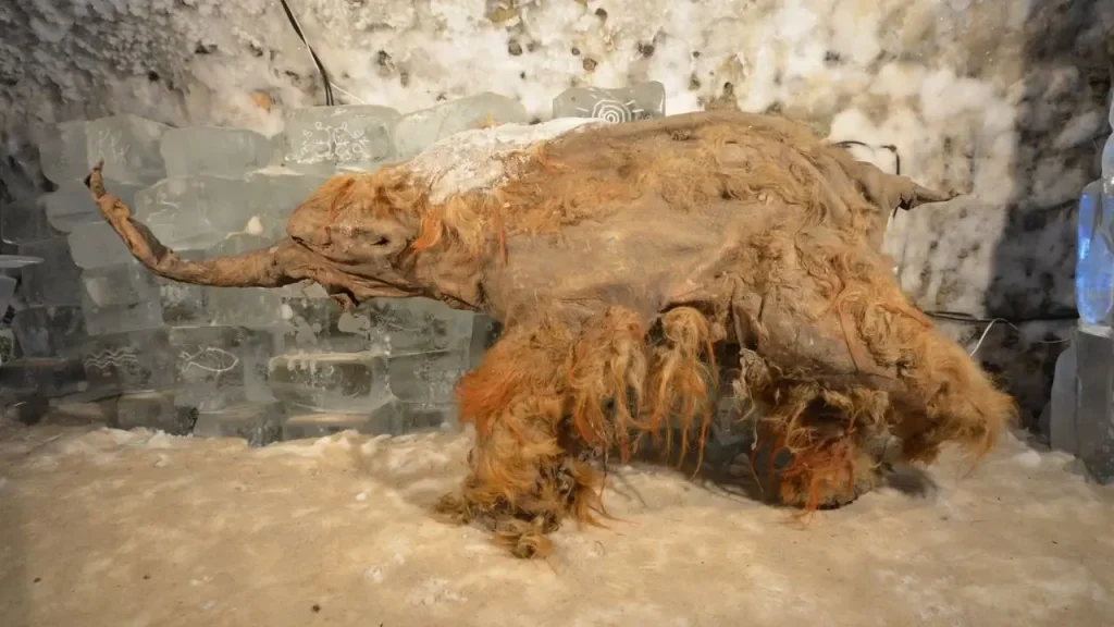 ARN Más Antiguo Del Mundo De Un Mamut De La Edad De Hielo