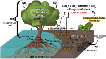 cómo los manglares almacenan carbono (carbono azul)