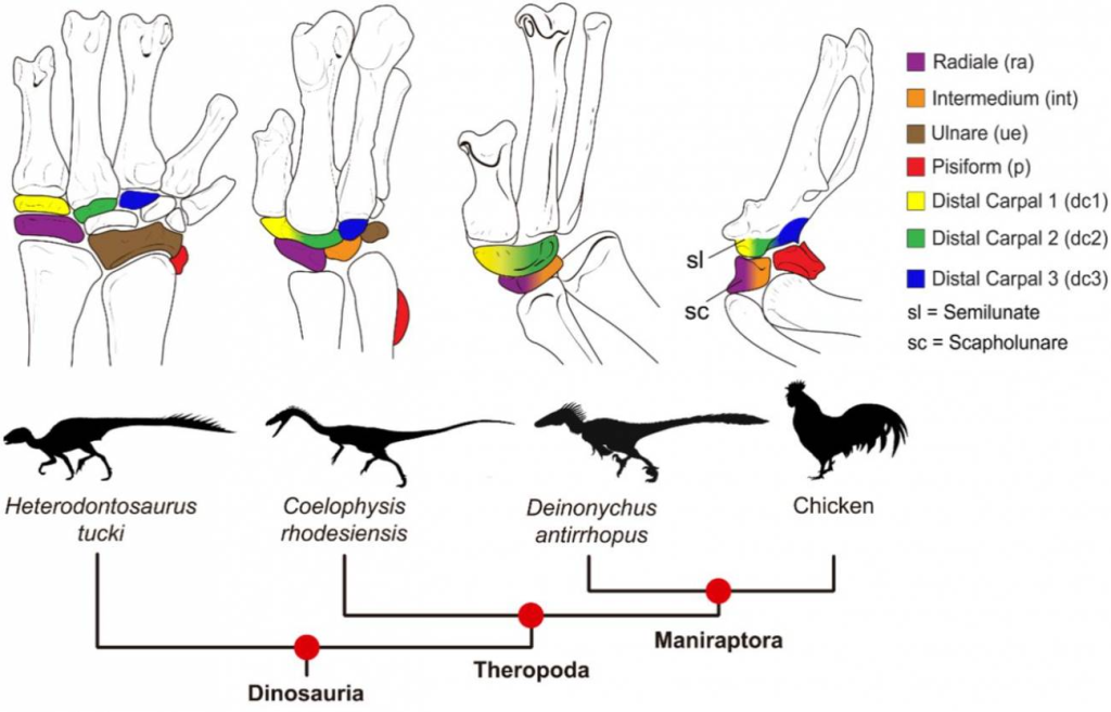 No es broma: Hallan pruebas de que los dinosaurios realizaban rituales de apareamiento sorprendentes 2 Lesiones y comportamiento reproductivo