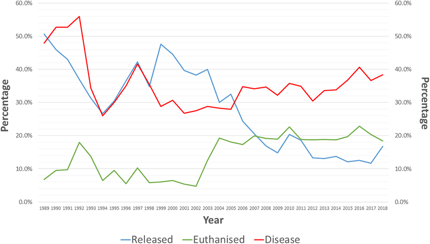 ¿Extinción en reversa? Científicos buscan recuperar a los koalas y esto podría cambiarlo todo 2 el caso de los koalas en Australia