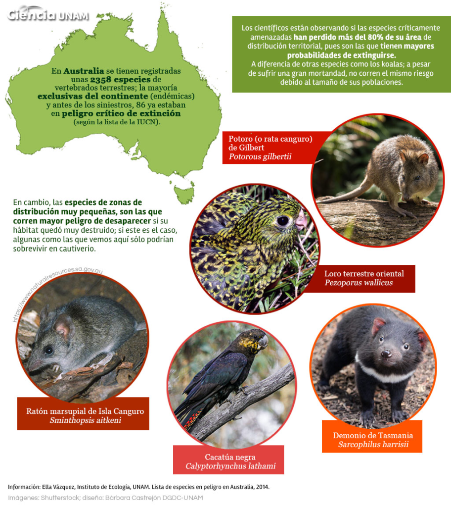 ¿Extinción en reversa? Científicos buscan recuperar a los koalas y esto podría cambiarlo todo 3 Límites y riesgos persistentes