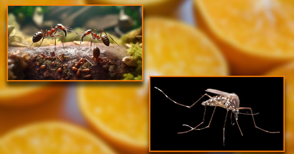 El Truco De Cáscara De Naranja Que Está Eliminando Plagas En Patios Y Todos Lo Están Probando 3 Ventajas Frente A Los Pesticidas Químicos