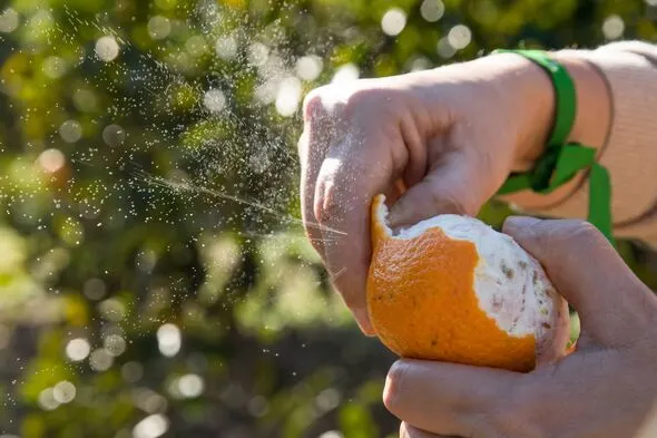 El Truco De Cáscara De Naranja Que Está Eliminando Plagas En Patios Y Todos Lo Están Probando 2 Formas De Usar Las Cáscaras De Naranja