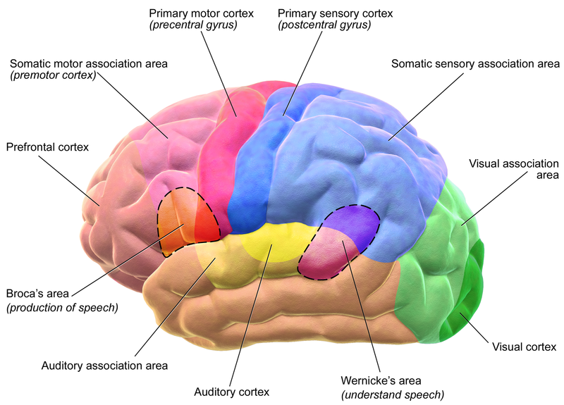 Cerrar Los Ojos Para Escuchar Mejor Podría Estar Perjudicándote Más De Lo Que Crees 2 Evidencia experimental