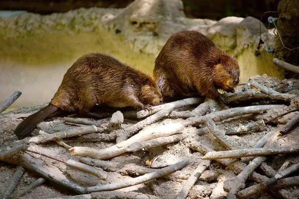 Cómo los castores transforman el paisaje