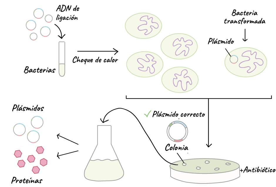 Evidencia experimental y avances recientes
