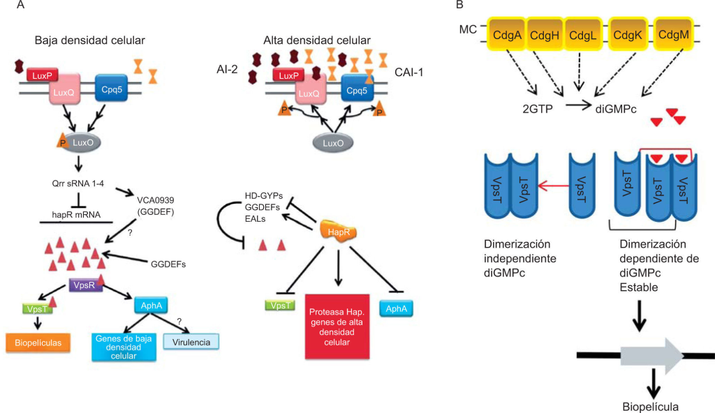 Comunicación y coordinación colectiva