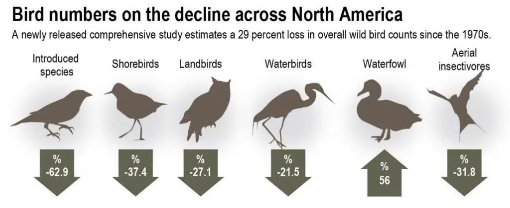 Aves Están Desapareciendo Más Rápido En Tres Zonas De EE UU Según Estudio 3 Tendencia en Norteamérica