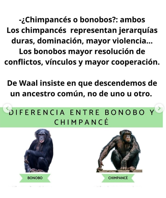 Diferencias clave con los chimpancés