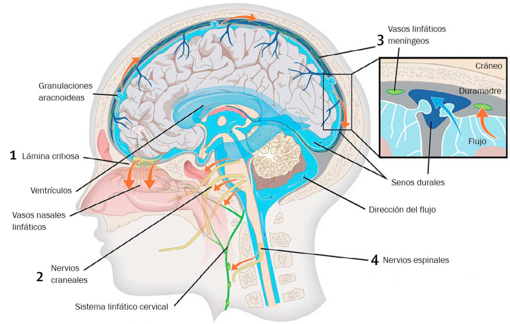 Sueño profundo y limpieza cerebral
