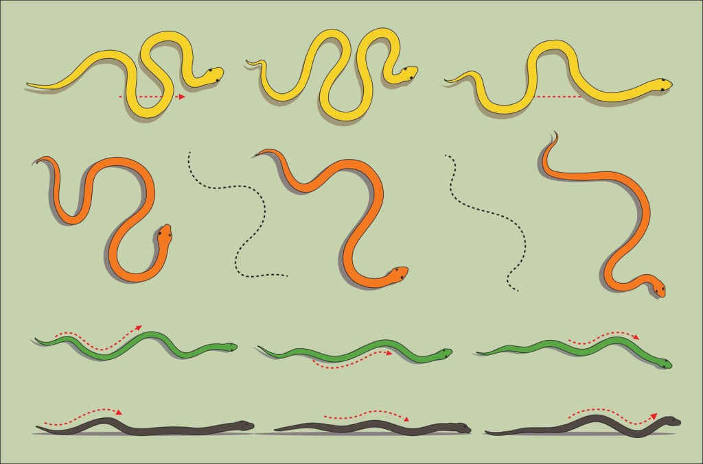 El truco increíble de las serpientes para pararse desafiando la gravedad 3 Evidencia científica y estudios recientes