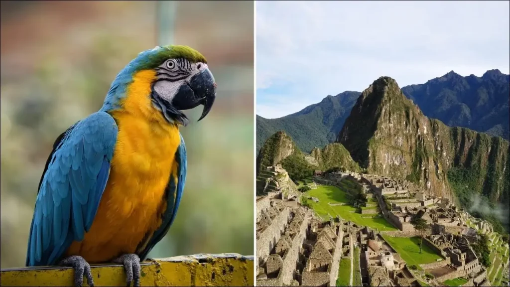 Los Antiguos Peruanos Ya Importaban Loros Exóticos De Lugares Lejanos