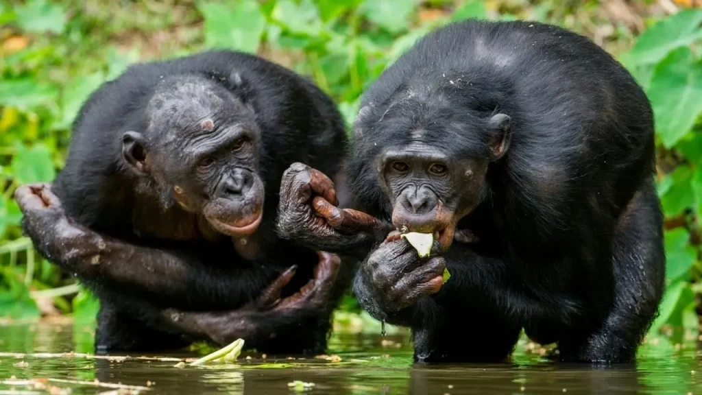 La Primera Guerra De Chimpancés Registrada Duró Cuatro Años Y Terminó En Destrucción Total 1 La Primera Guerra De Chimpancés Registrada Duró Cuatro Años