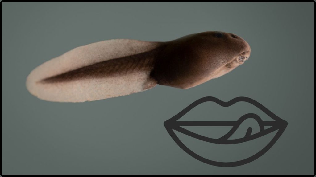 ¿Puedes Drogarte Lamiendo Un Sapo