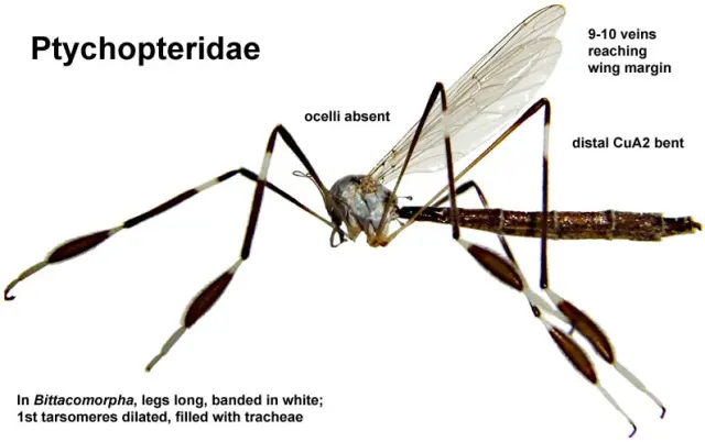 Estos insectos vuelan con sus patas