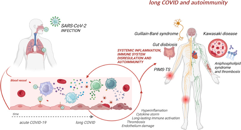 El sistema inmunológico podría estar causando el long covid — y cambia todo lo que sabíamos 2 Qué dice la nueva evidencia