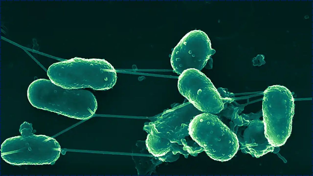 Detectan Comportamiento Similar Al Aprendizaje En Estructuras Bacterianas