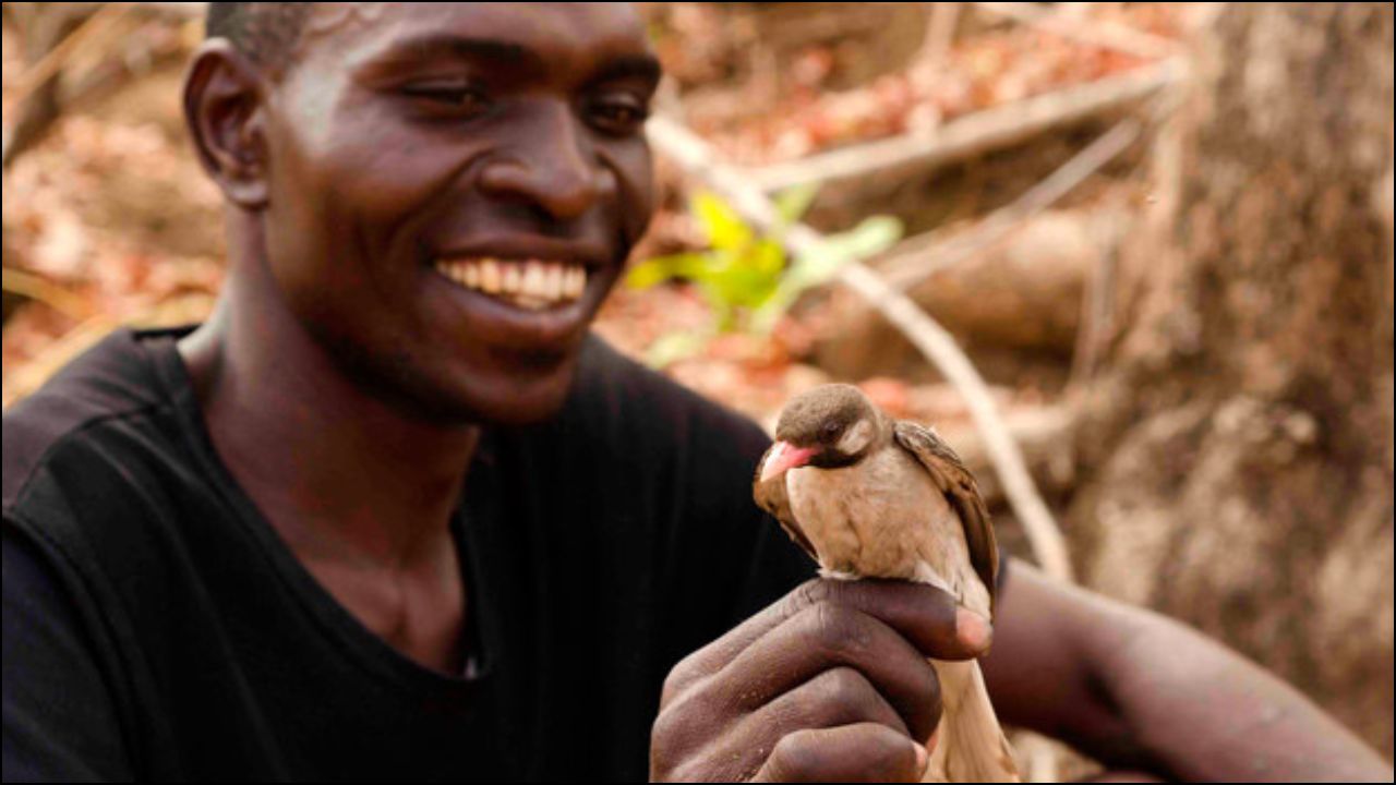 Cazadores De Miel Y Aves En Mozambique