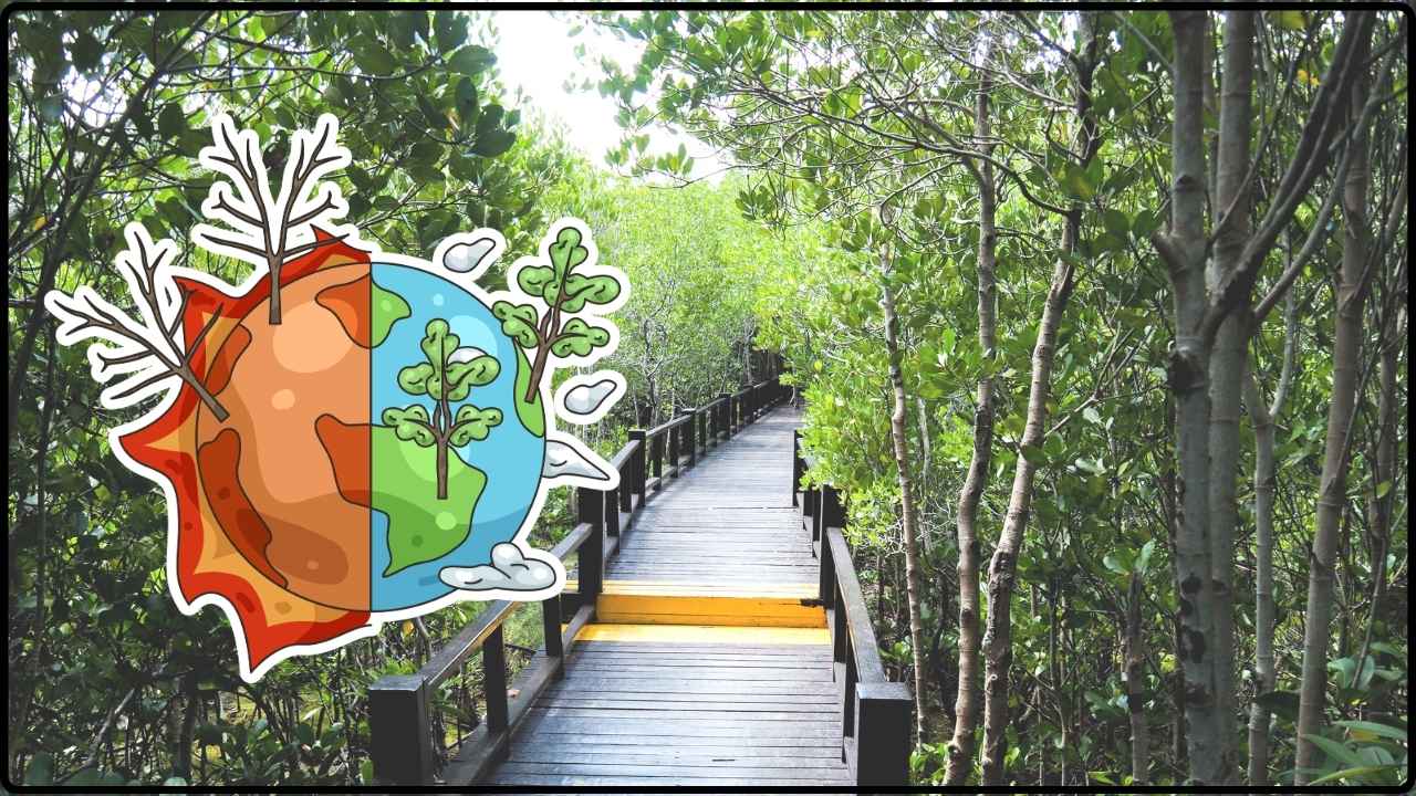 Confirmado por la ciencia: manglares y marismas podrían ser la clave para frenar el cambio climático