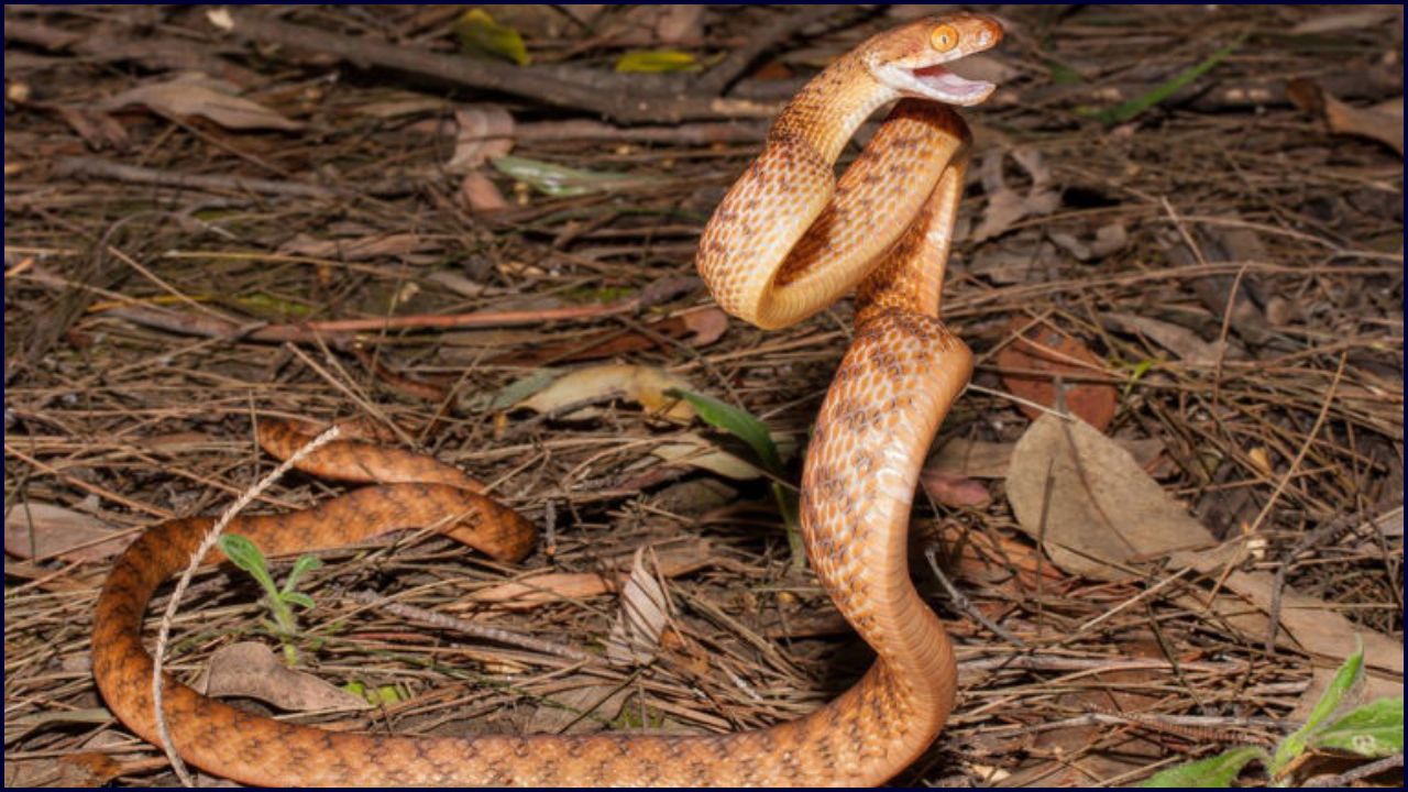 El truco increíble de las serpientes para pararse desafiando la gravedad
