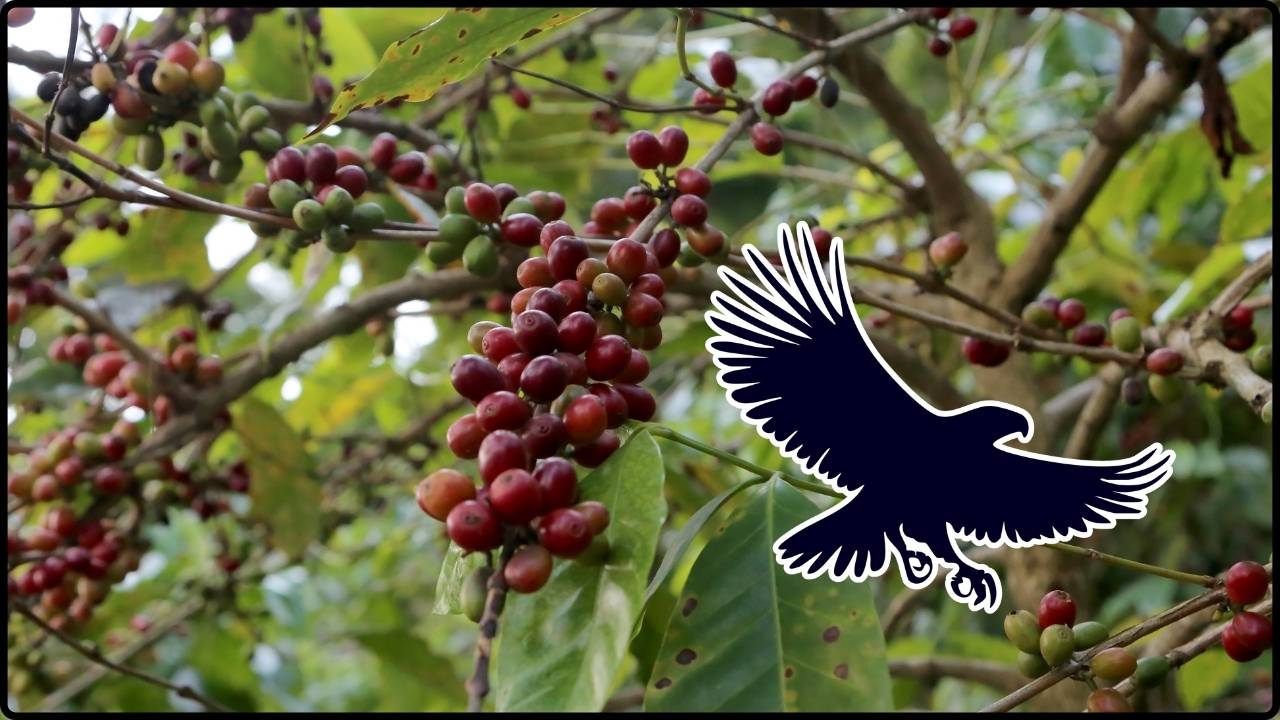 Pequeños Halcones Ayudan A Proteger Los Cultivos De Cereza