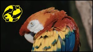 Siglos Antes De Los Incas, Las Élites Del Perú Importaban Loros Exóticos