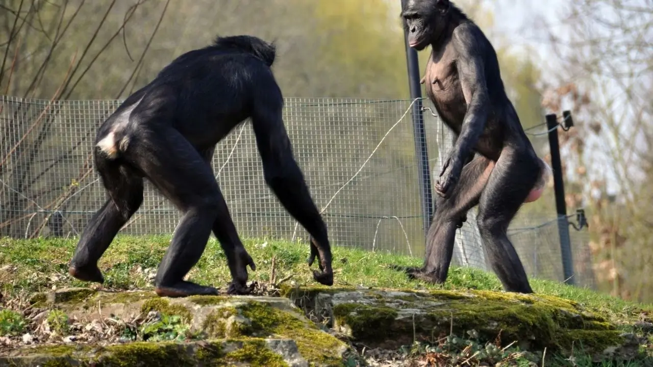 Bonobos Muestran Un Lado Agresivo