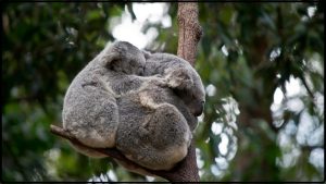 este animal duerme casi toda su vida y la razón sorprende a los científicos