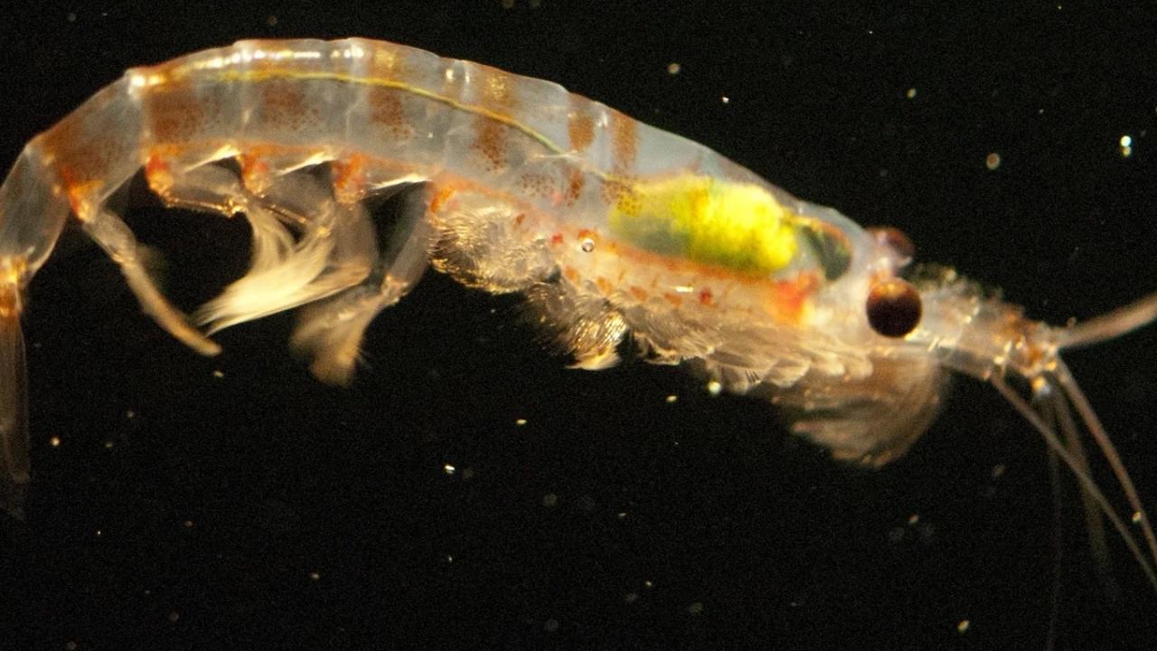 El Krill Antártico Está Expulsando Más Alimento Por Culpa Del Plástico