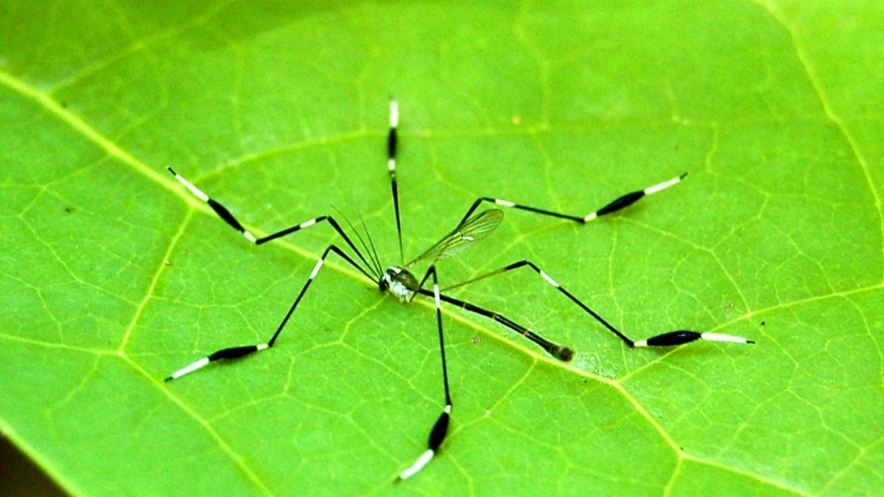 Estos Insectos Vuelan Con Sus Patas